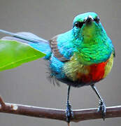 Beautiful Sunbird