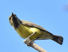 Beautiful Sunbird