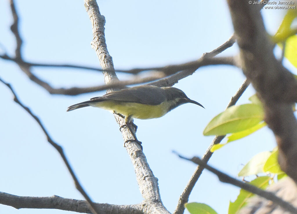 Beautiful Sunbird