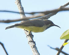 Beautiful Sunbird