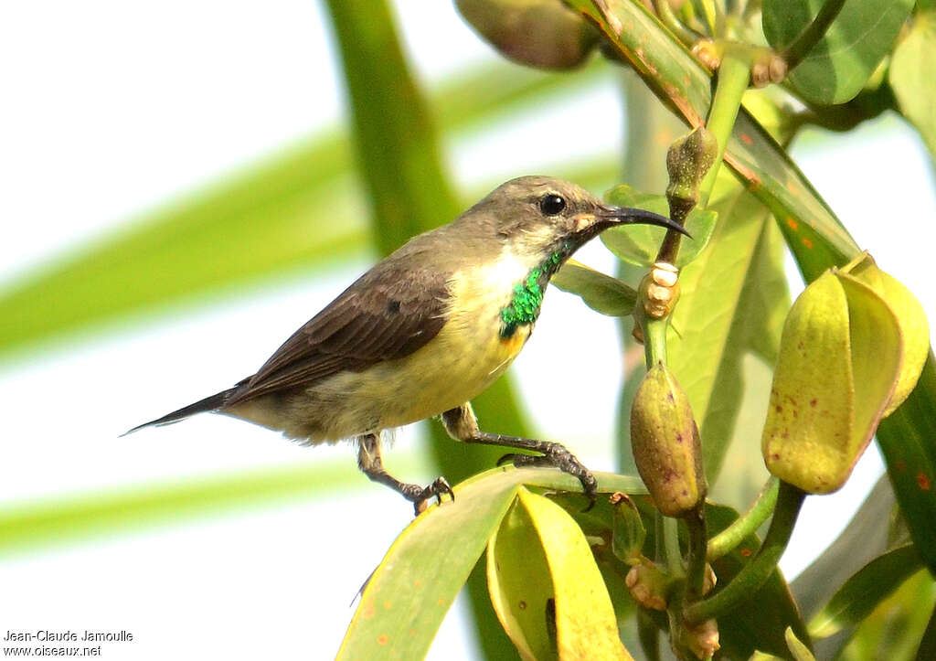 Beautiful Sunbird male Second year, identification, Behaviour
