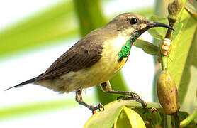 Beautiful Sunbird