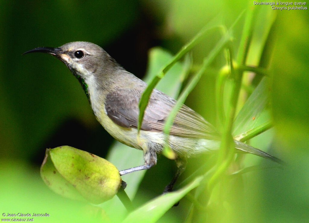 Beautiful Sunbird, Behaviour