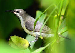 Beautiful Sunbird