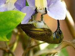 Green-headed Sunbird