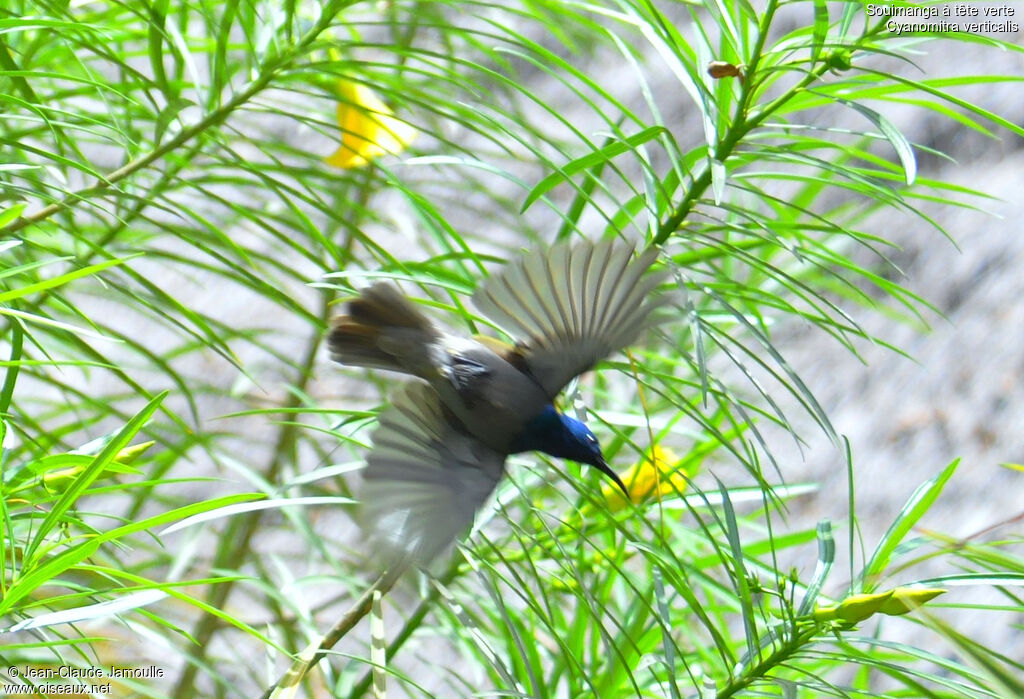 Green-headed Sunbird male