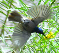 Green-headed Sunbird