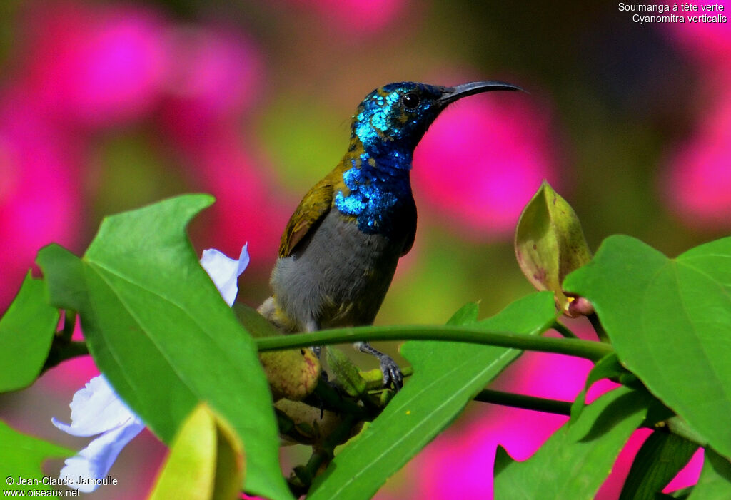 Green-headed Sunbird, Behaviour