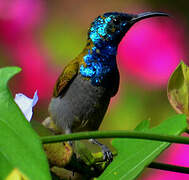 Green-headed Sunbird