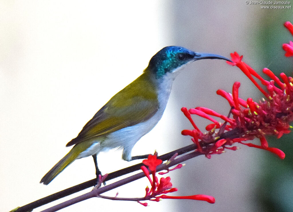 Green-headed Sunbird female