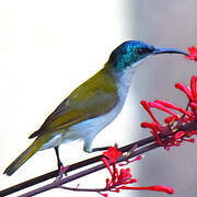 Green-headed Sunbird