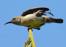 Variable Sunbird