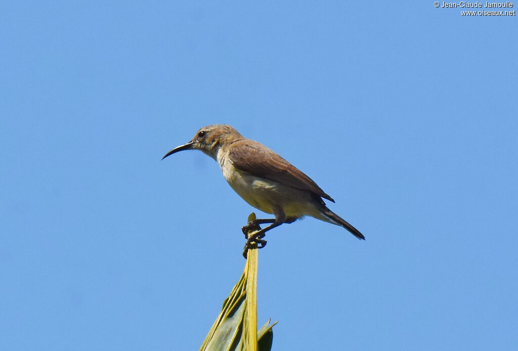 Variable Sunbird female