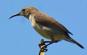 Variable Sunbird