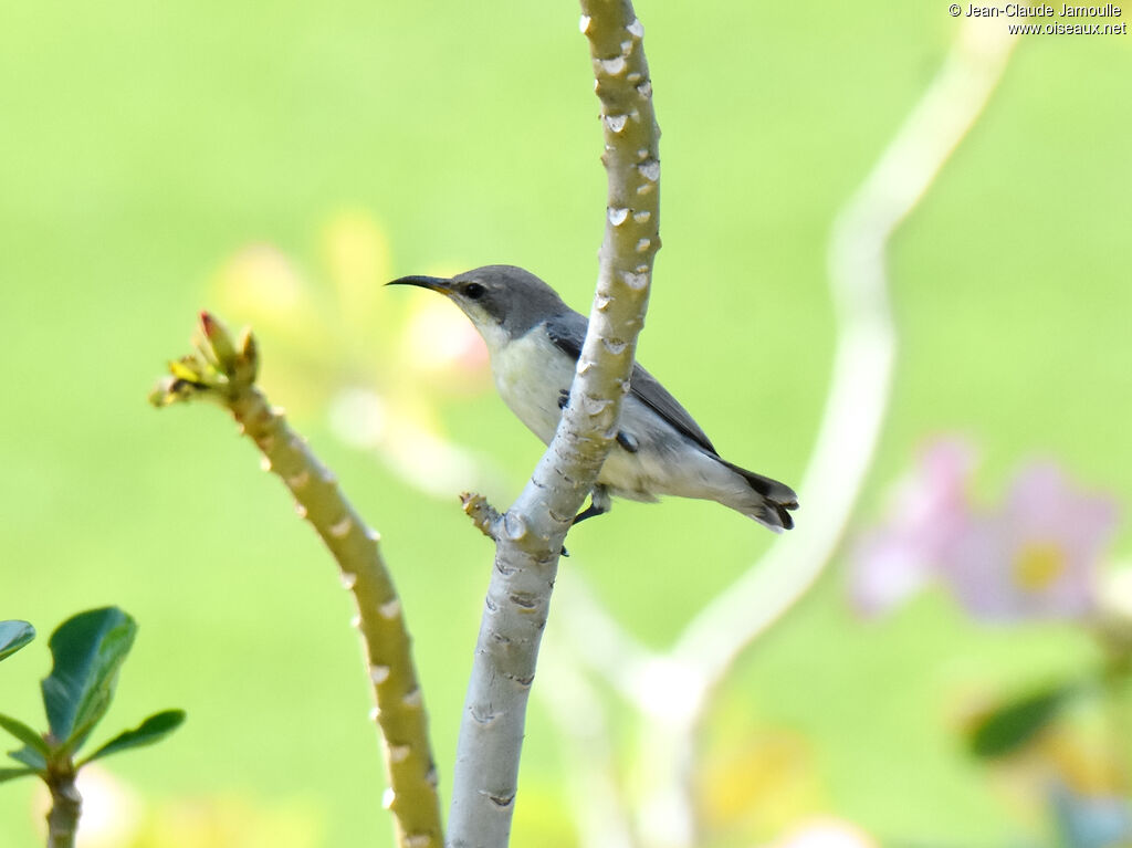 Purple Sunbird