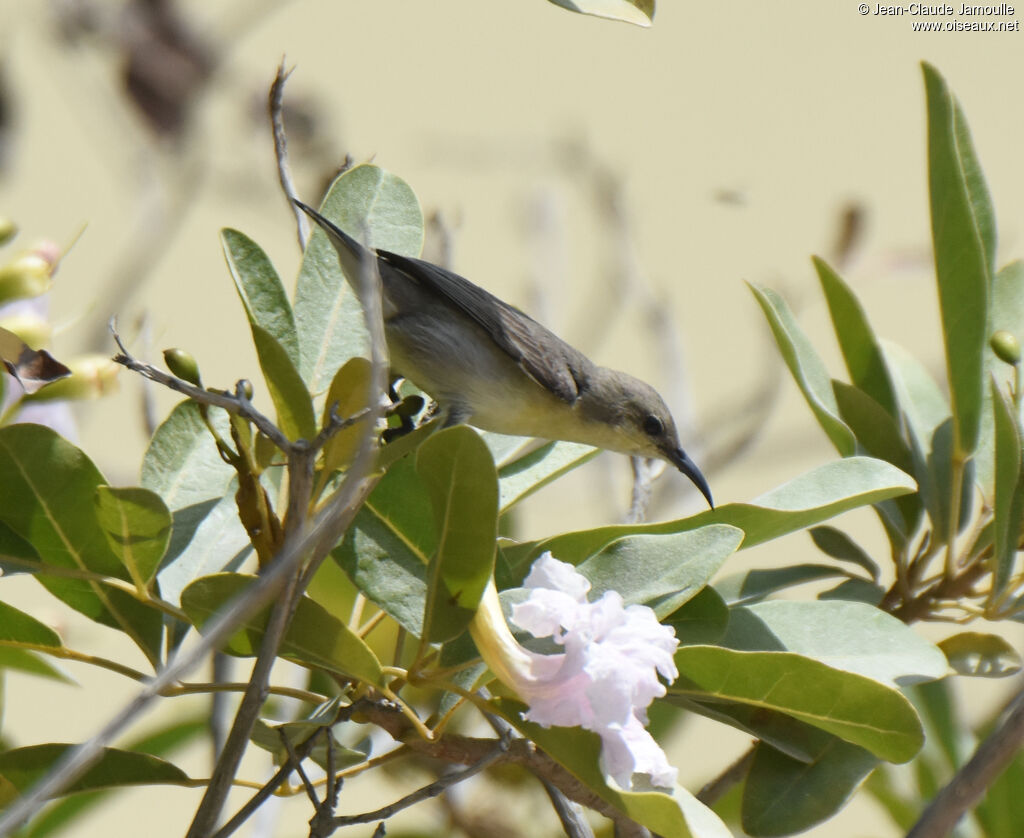 Purple Sunbird female adult