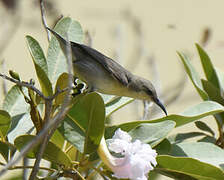 Purple Sunbird