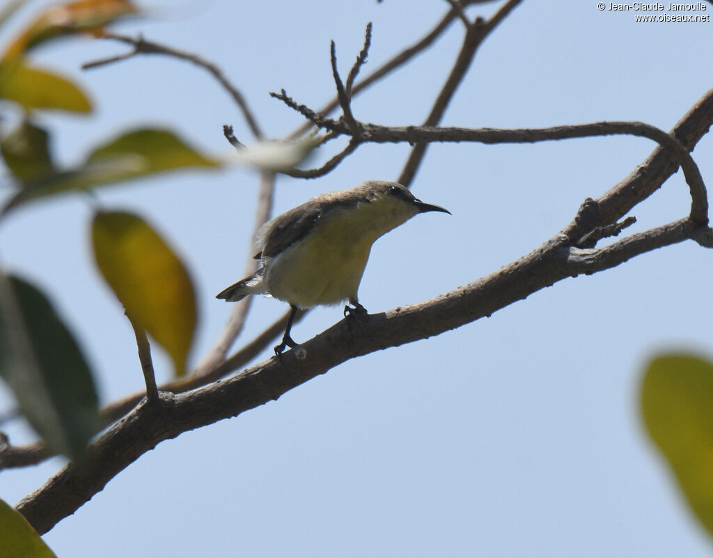 Purple Sunbird female adult