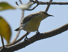 Purple Sunbird