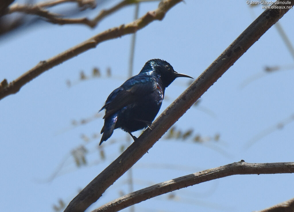 Purple Sunbird male adult