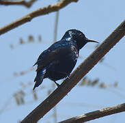 Purple Sunbird