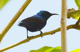 Purple Sunbird