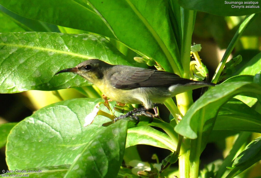 Purple Sunbird female