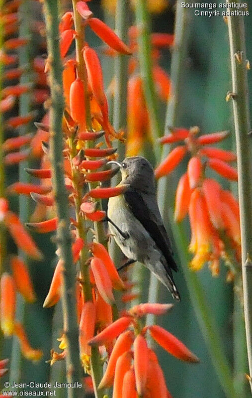 Purple Sunbird, Behaviour