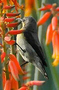 Purple Sunbird