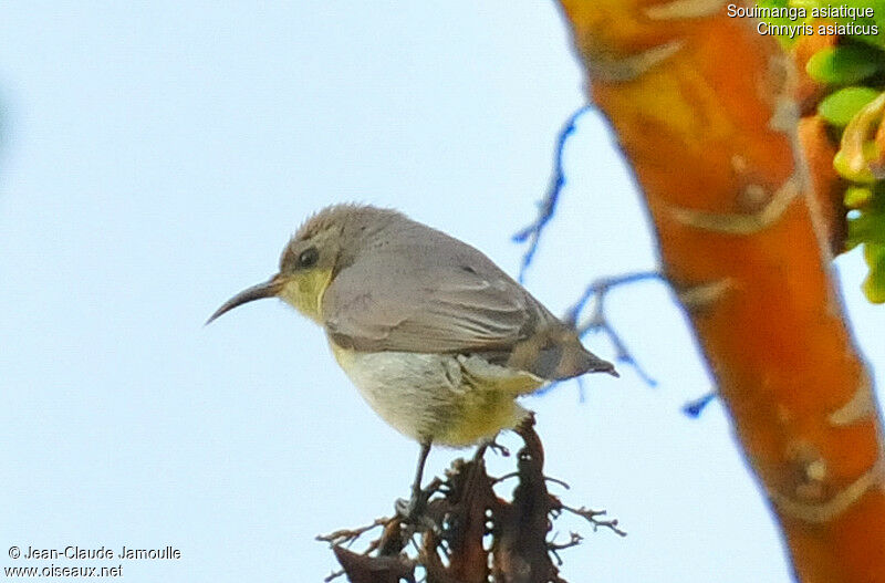 Purple Sunbird, identification