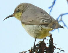 Purple Sunbird