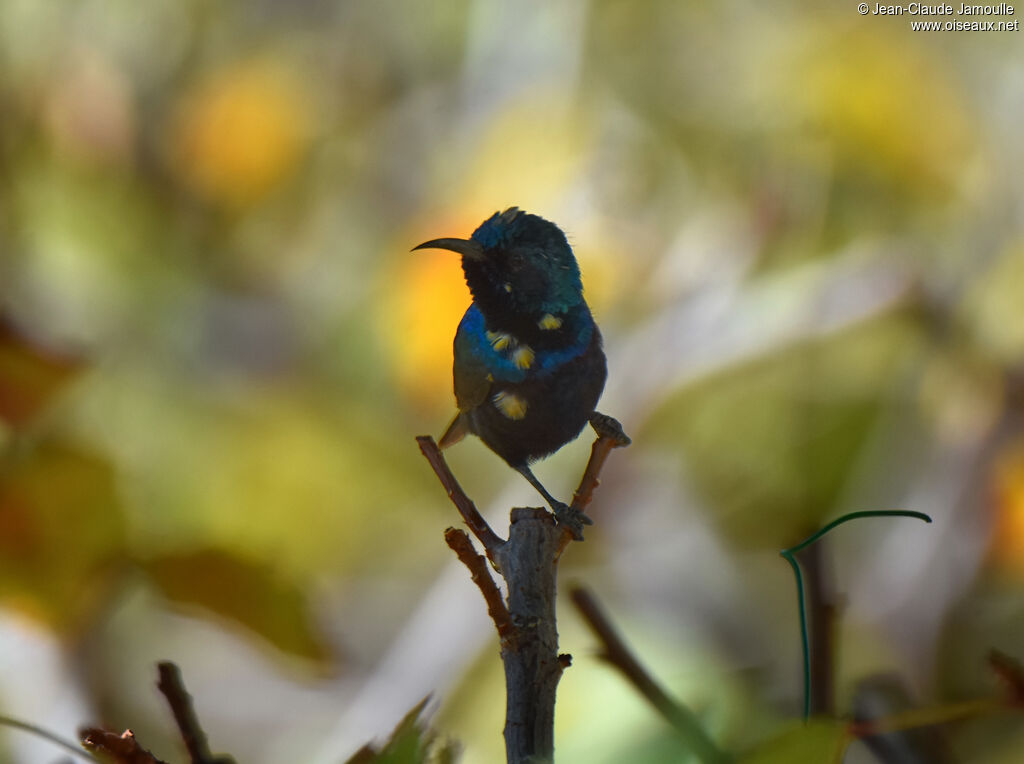 Purple Sunbird male