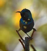 Purple Sunbird