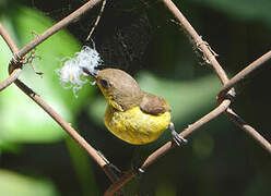 Purple Sunbird