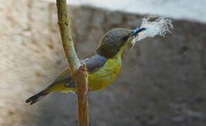 Purple Sunbird