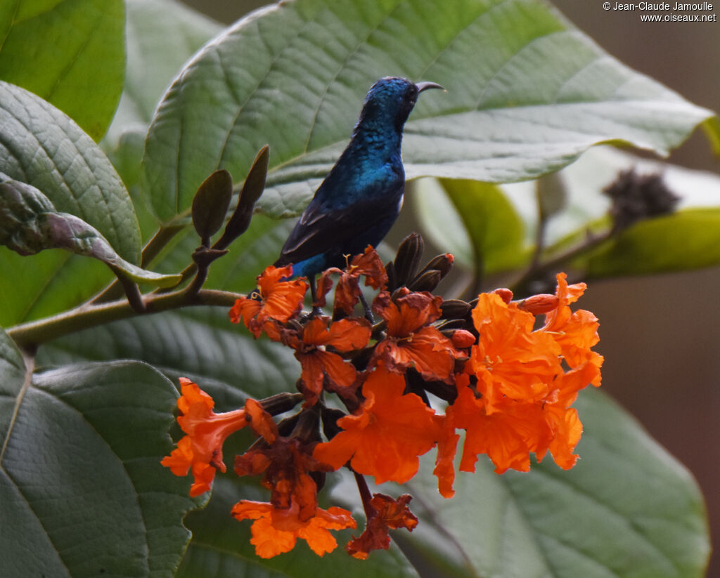 Purple Sunbird male adult