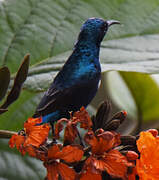 Purple Sunbird