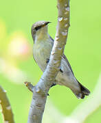 Purple Sunbird