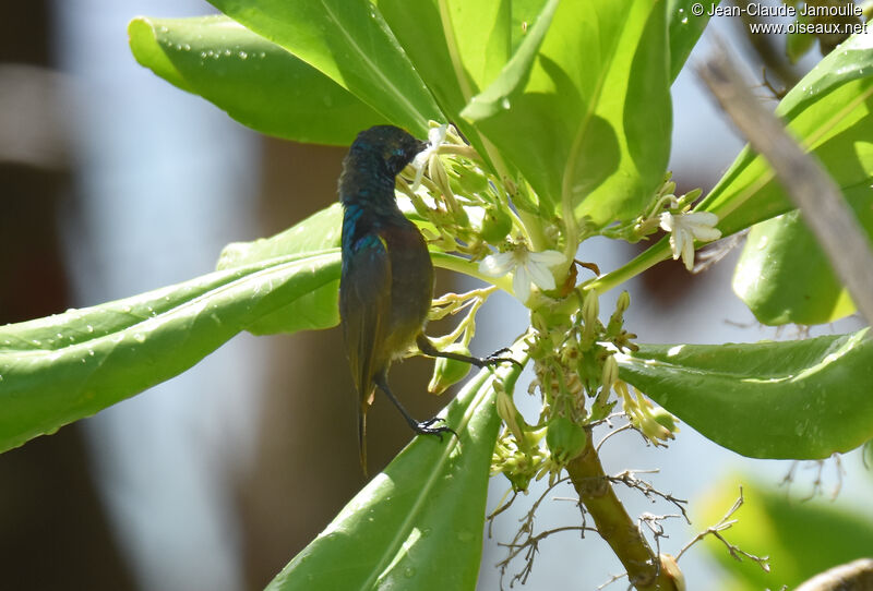 Abbott's Sunbird male adult