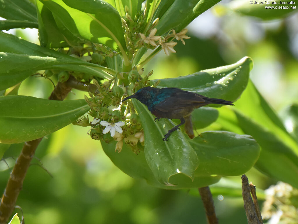 Abbott's Sunbird male adult