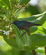 Souimanga Sunbird (abbotti)