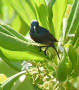 Souimanga Sunbird (abbotti)