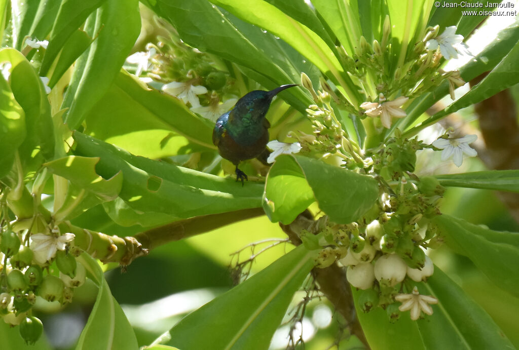 Abbott's Sunbird male