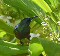 Souimanga Sunbird (abbotti)