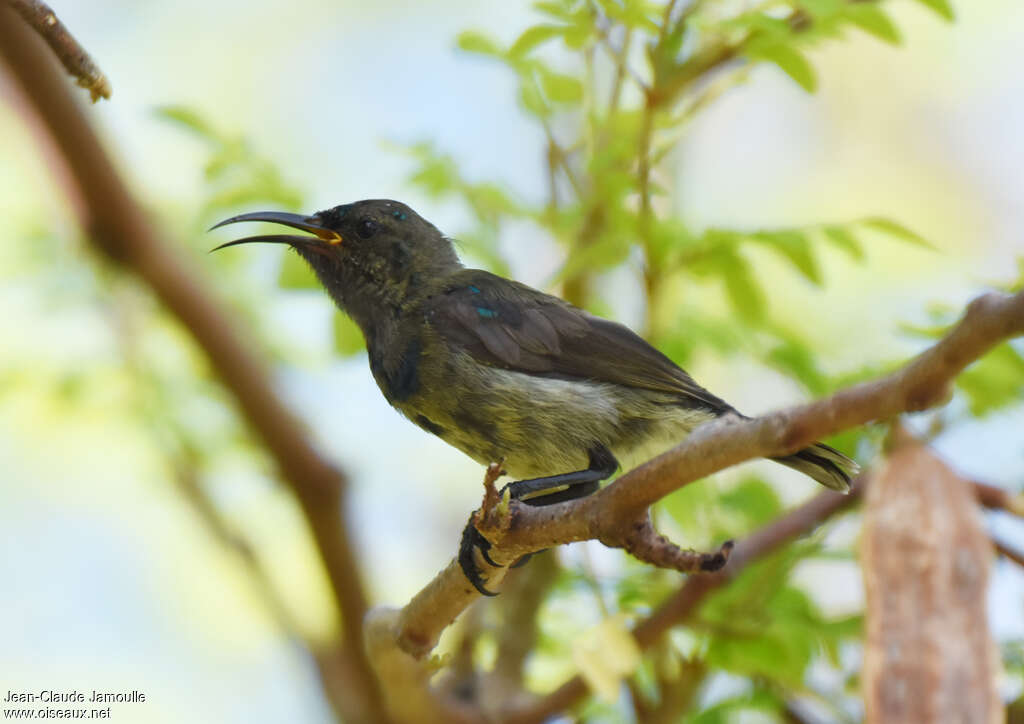 Souimanga Sunbird (abbotti)immature