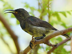 Abbott's Sunbird