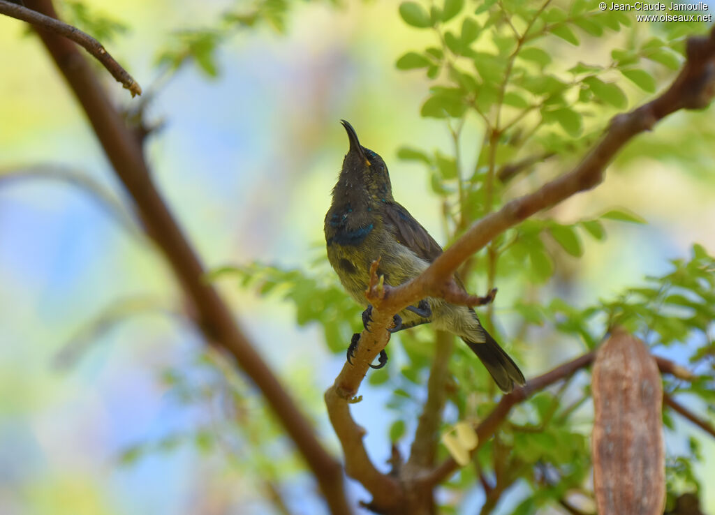 Abbott's Sunbird