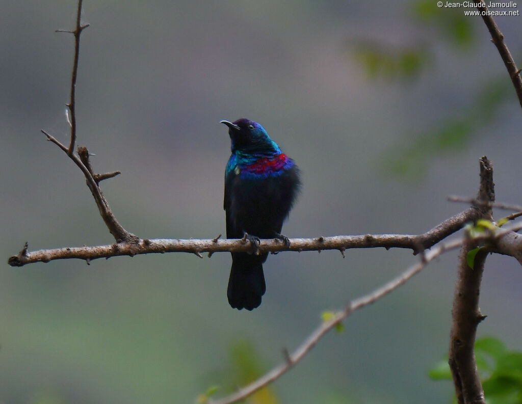 Arabian Sunbird male