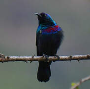 Arabian Sunbird