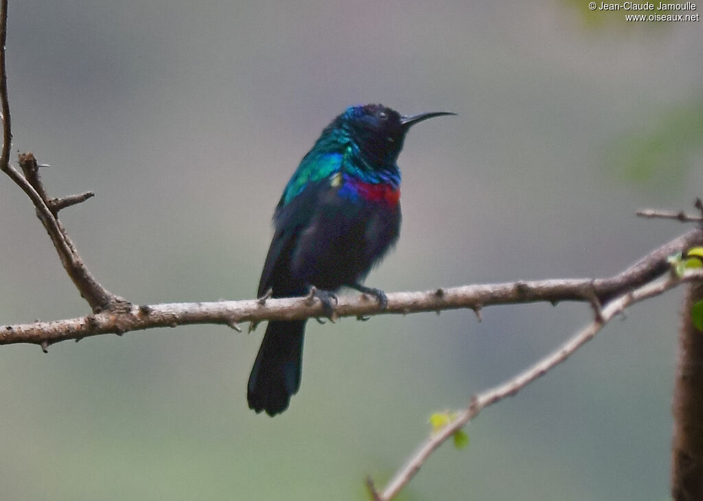 Arabian Sunbird male